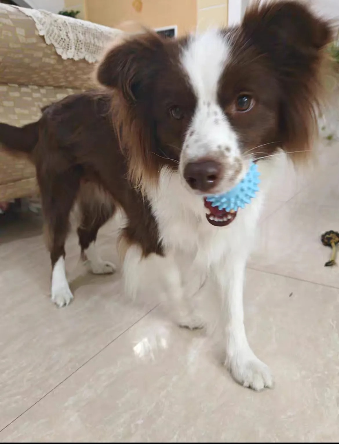 10 pieces Dog toy Teeth-resistant rope knot Golden Retriever small medium large dog pet toy Teddy puppy dog boredom toy pet supplies