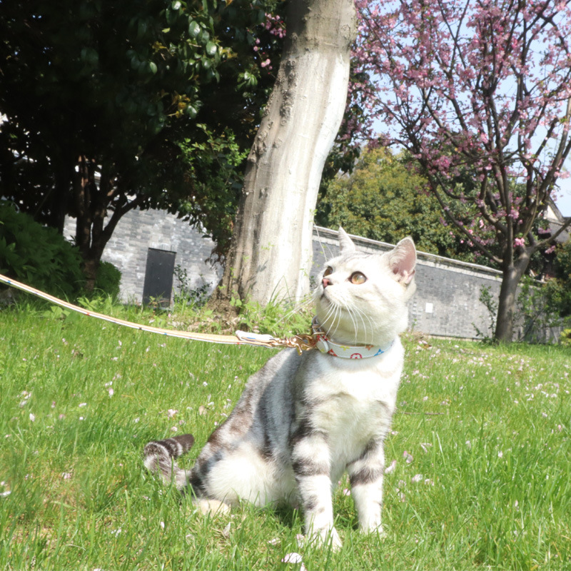 Dog Collar Leashes Classic Presbyopia Designer Letters Pattern Print Leashes PU Leather Fashion Casual Adjustable Dogs Cats Neck Strap