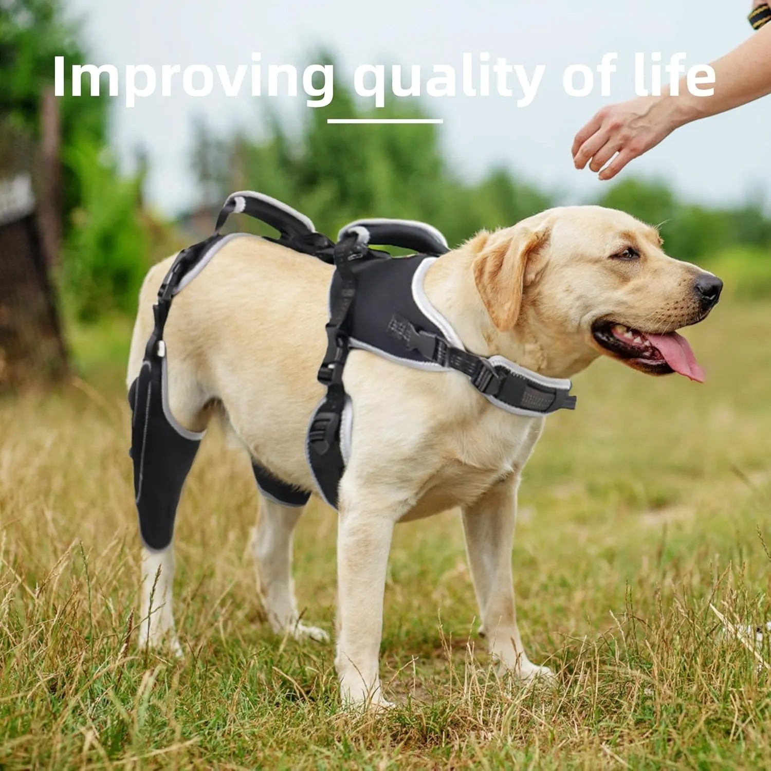 Dog knee pads are suitable for torn hind legs, patella dog leash and cruciate ligament