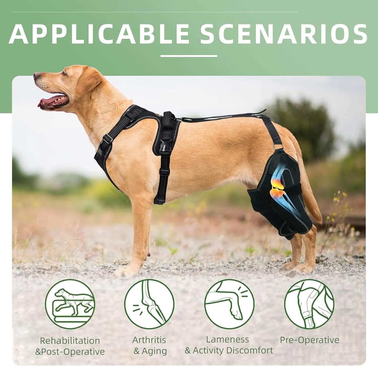 Dog knee pads are suitable for torn hind legs, patella dog leash and cruciate ligament