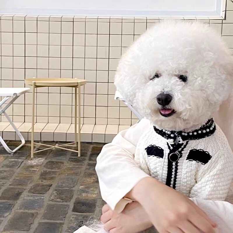 Spring Summer Pearl Collar Little Chanel Style Cardigan Sweater for Small Medium Dogs and Cats Two-Legged Socialite Dog Clothes