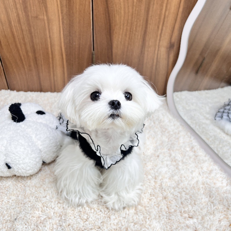 Autumn Winter Pet Knitted Puffy Lace Strap Dress for Dogs and Cats Schnauzer Yorkshire Maltese