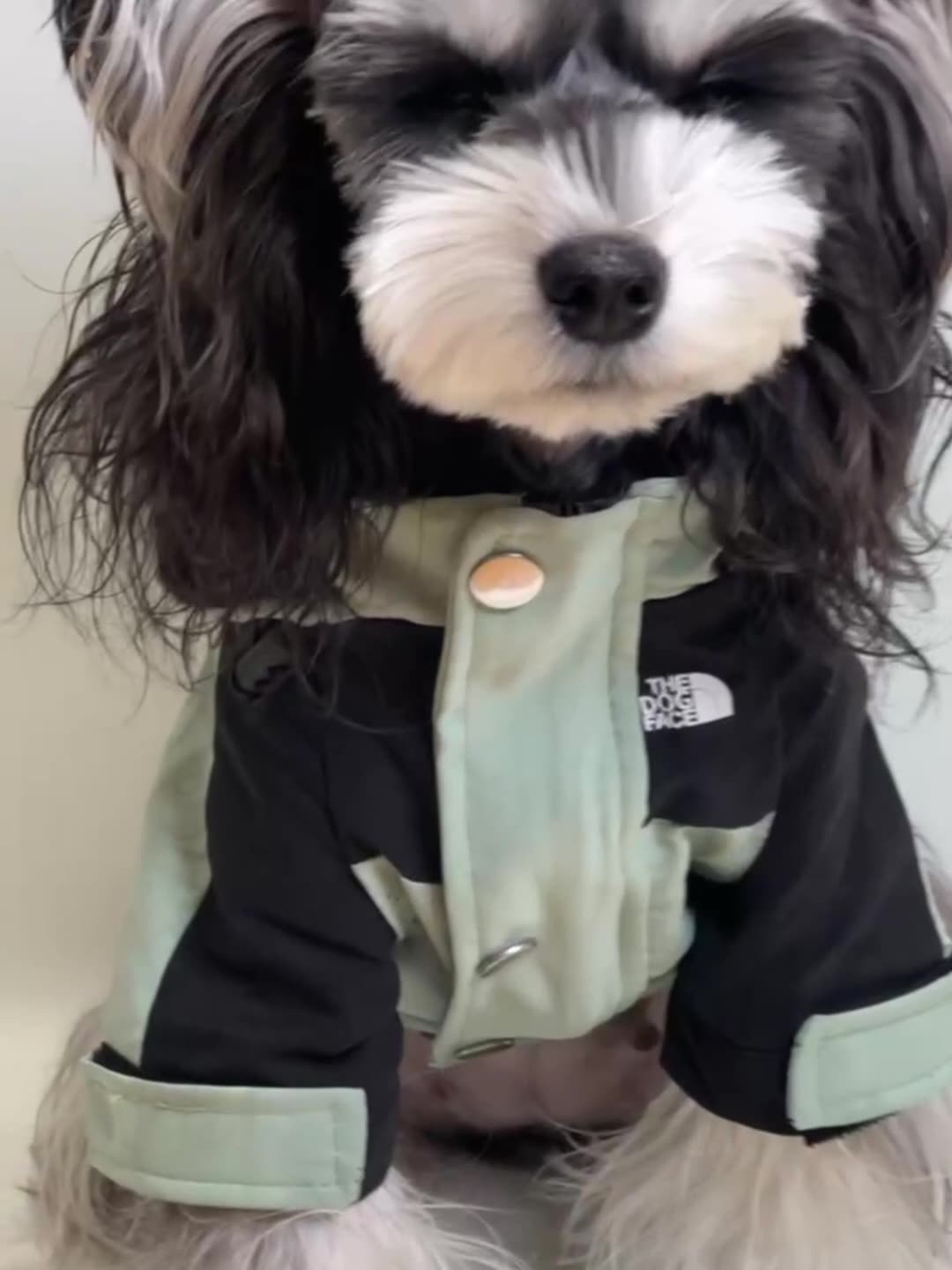 Dog Autumn Coat Outdoor Jacket, Windproof Dog Coat, Adjustable Hood Dog Jackets for Small Medium and Large Dogs, Waterproof Winter Dog Warm - view 3