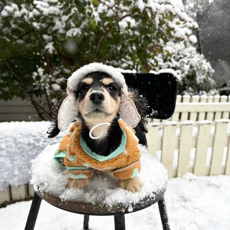 Winter Thick Fleece Coat For Dachshund Luxury Windproof Warm Wiener Jacket with Hat Warm 4Legged Badger Dog CothesXJ250918