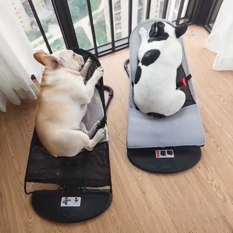 Other Pet Supplies Pet Rocking Chair Foldable Multi Angle Adjustable Common To Cats And Dogs Metal Frame Mesh Small Dog Rocking Chairs Nap Hammocks