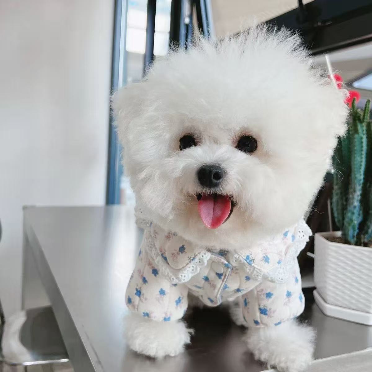 T1258 Pet dog cat plush blanket small cloak / cute bear blanket / autumn and winter warm sleeping pad