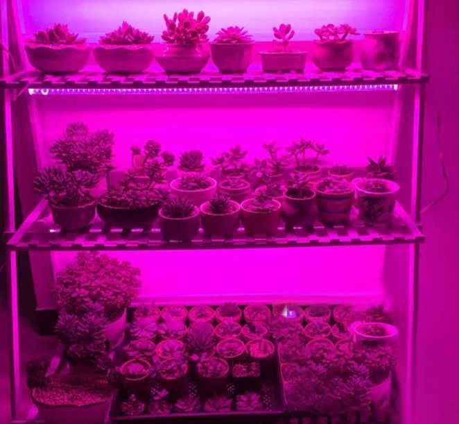 DC 5V USB Led Plant Grow Lights1m 2m 3m Full Spectrum Phyto Lamp Strip for Plants Hydroponics Greenhouse Growing System C250919