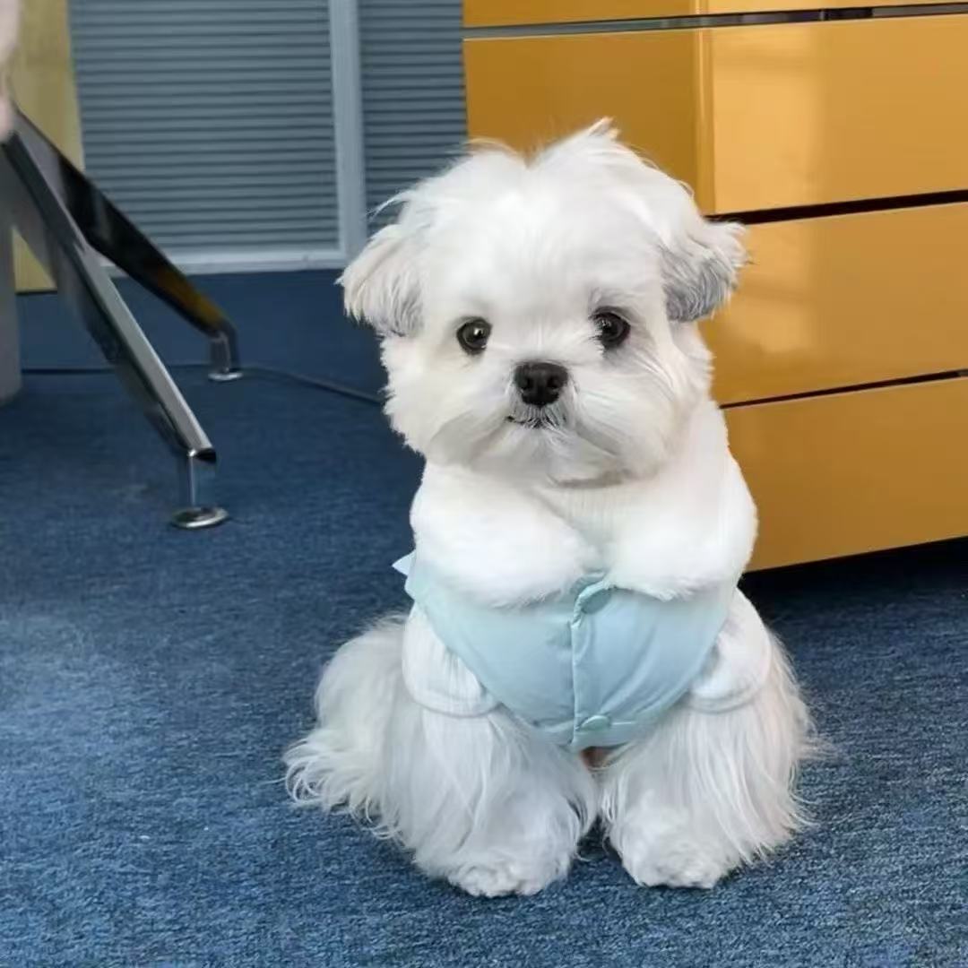 T1260 Dog and cat clothes autumn and winter new small dog Yorkshire terrier Teddy Bichon trendy brand hooded sweatshirt warm thick