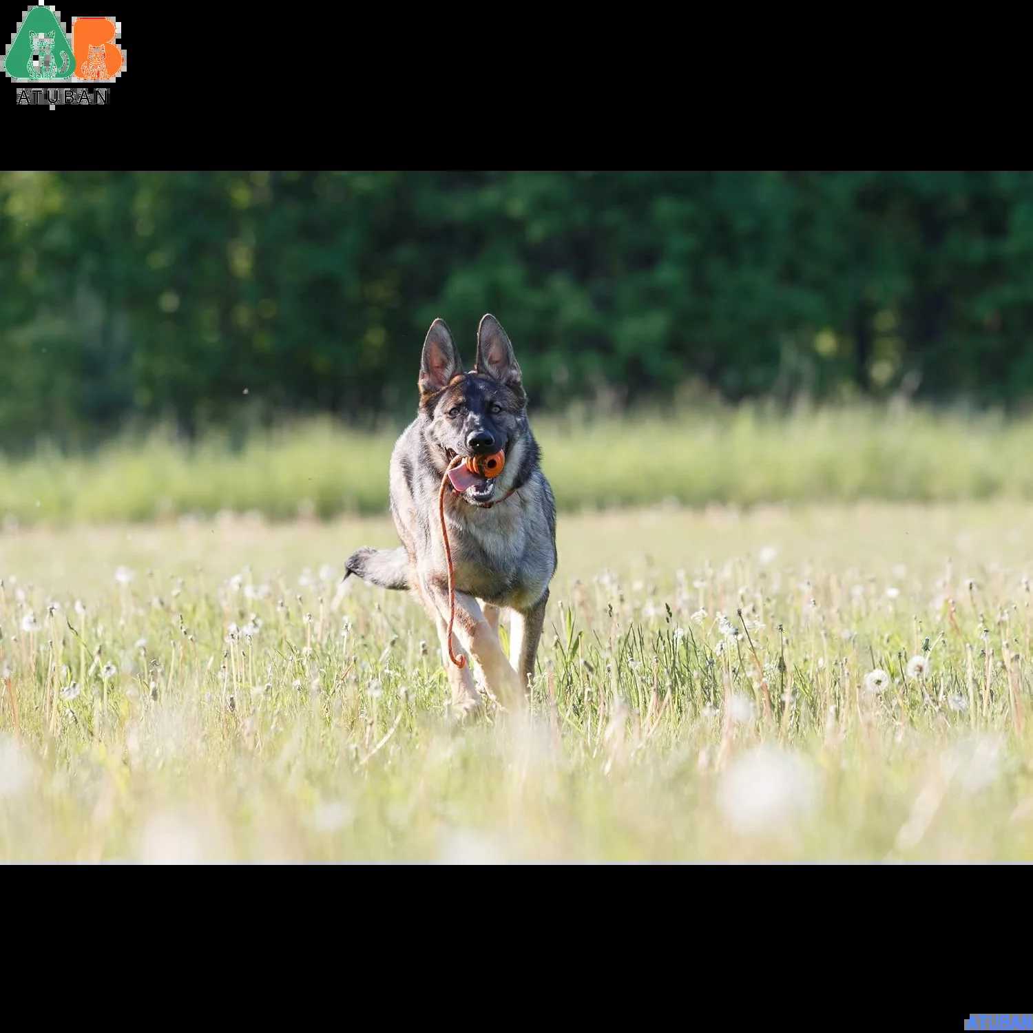 ATUBAN Durable Natural Rubber Ball on a RopePerfect Dog Training Medium Size Dog Toy for Fetch Catch Throw and Tug War Plays X250918