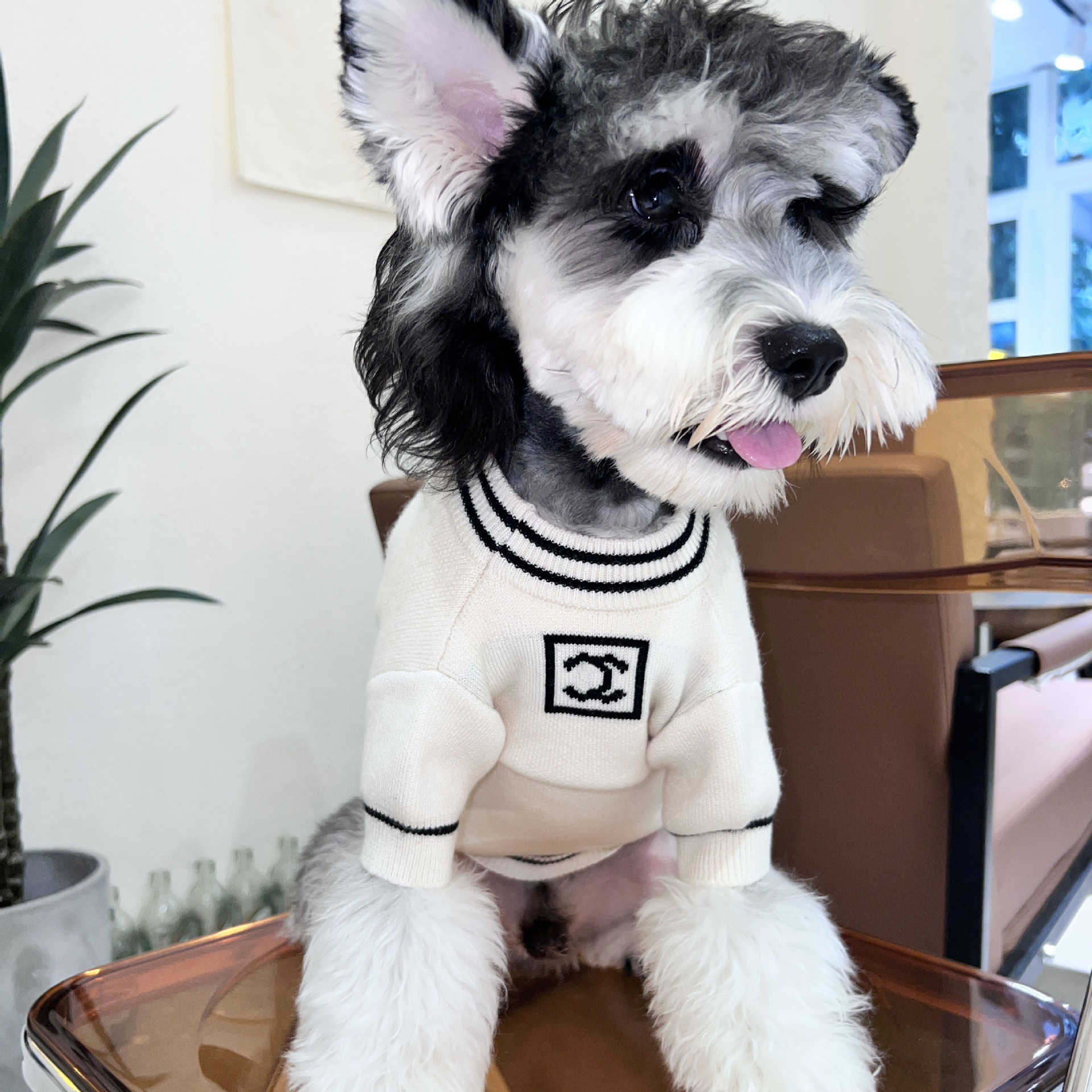 New autumn and winter dog sweater knitting Xiaoxiang pet clothes Teddy cat Chenery Bomei Chai dog trend S25911