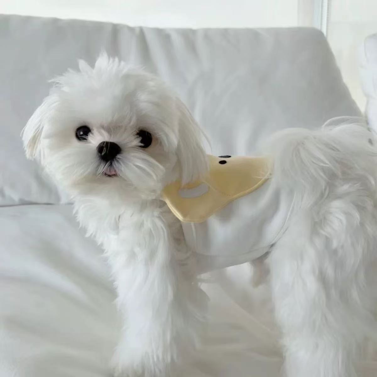 T1253 Simple high-end pet cat and dog black striped leather skirt cat and dog wear