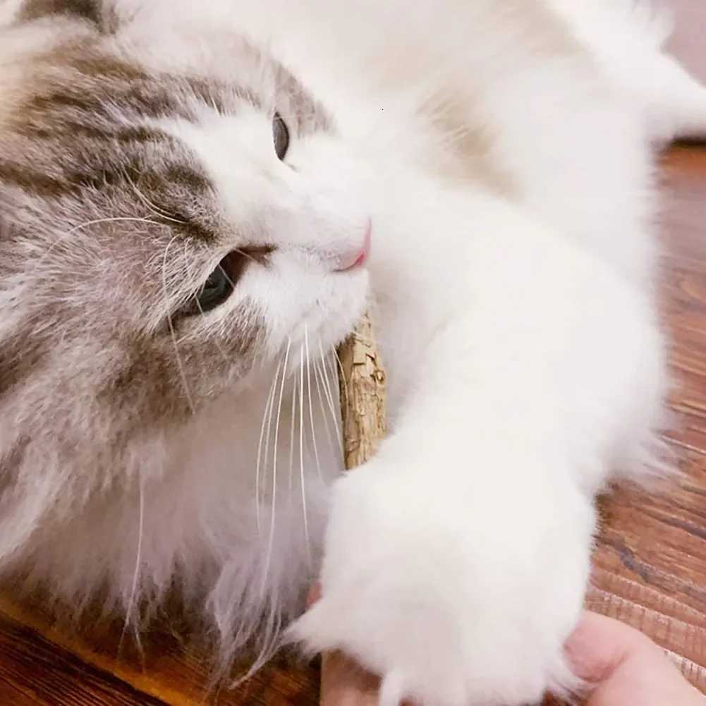 15pcs Natural Matatabi Cat Catnip Toy Kitten Molar Chew Stick Pet Cleaning Teeth Cat Treat Toy Actinidia Silvervine Pet Products X250918