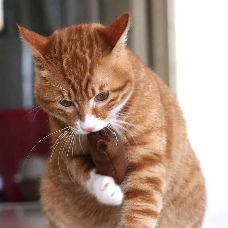 1PCS Pet Cat Toys Plush Sound Rattling Paper Cat Chewing Cute Toys MUlticolor Bite Resistant Teething Pet Interactive Toy X250918