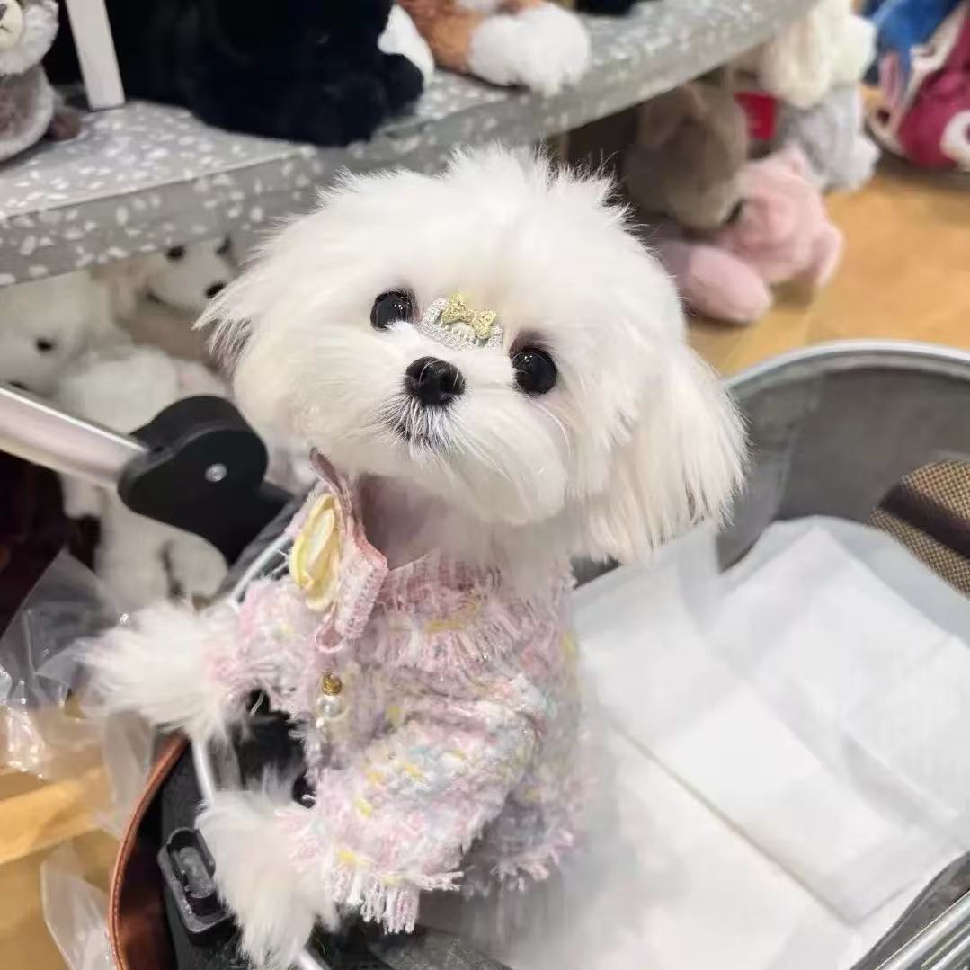00000 Cardigan Yorkshire Terrier Maltese clothes cat clothes autumn and winter autumn winter small body puppies