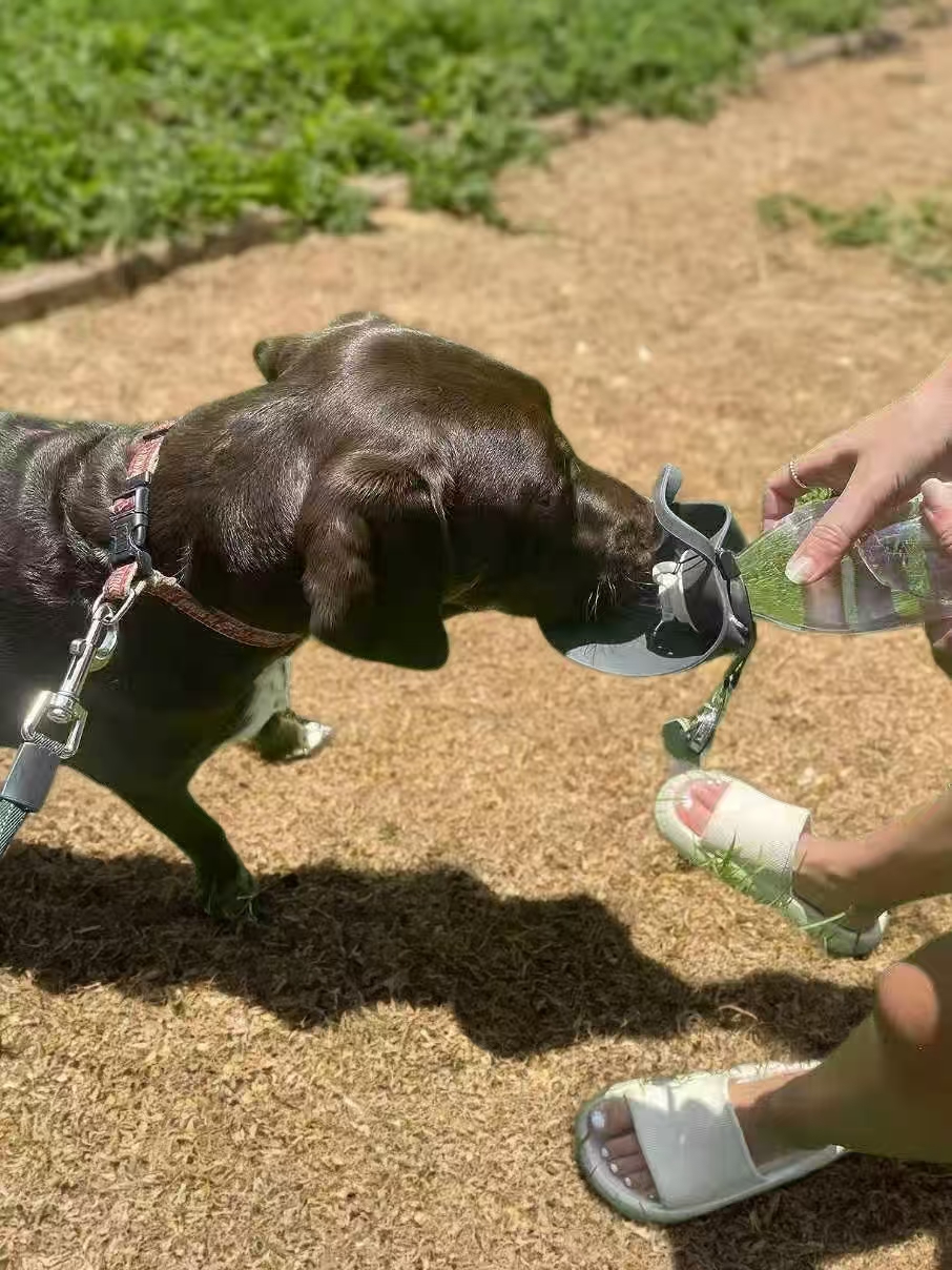 Portable Dog & Cat Water Dispenser - 800ML for Pets During Walks