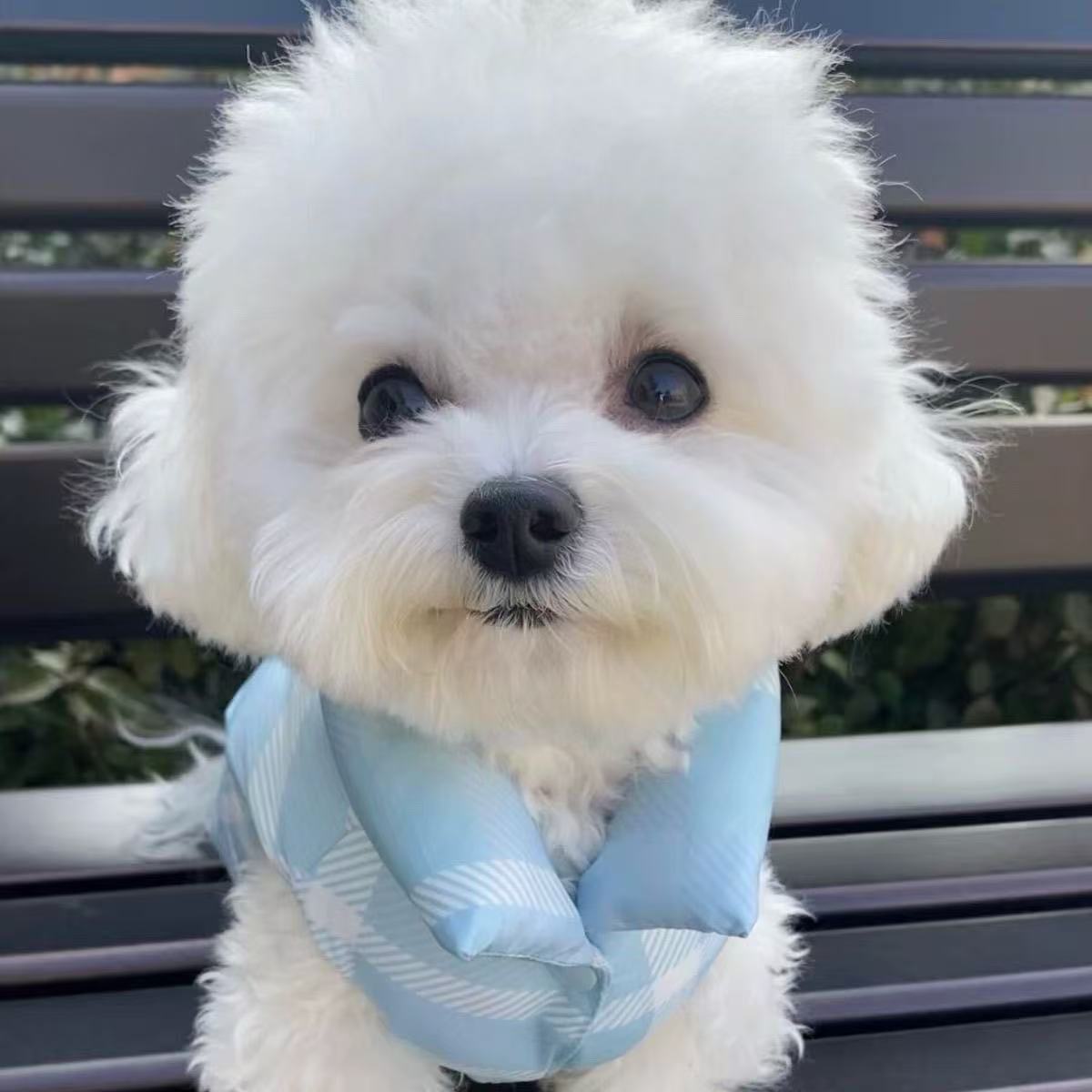 T1287 Dog winter clothes thick warm dogs and cats pet two-legged clothes winter cold small and medium-sized dogs