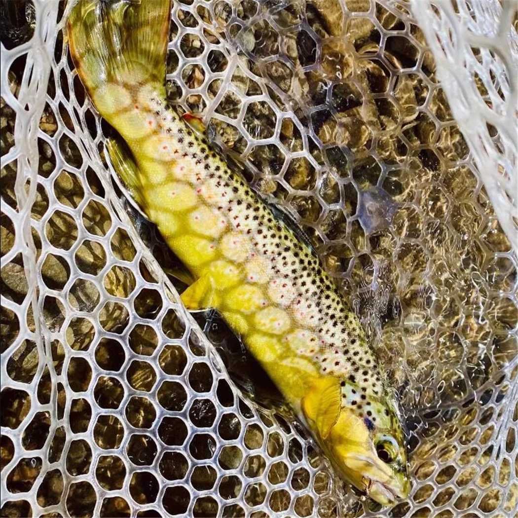 61224PcsBox Fast Sinking Wire Tungsten Bead Dry Flies Nymph Fishing Fake Lure Fishing for TroutBass Bait W250926