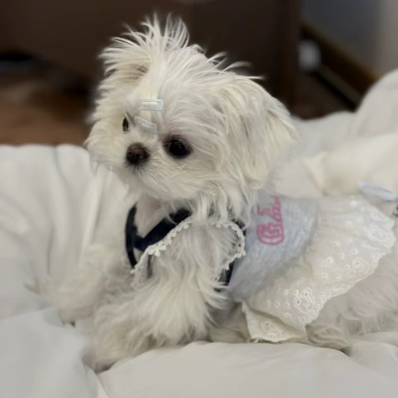 T1342 Dog Spring and Summer Pet Dress Vest Skirt Small Dog Puppy Bichon Teddy Yorkshire Terrier