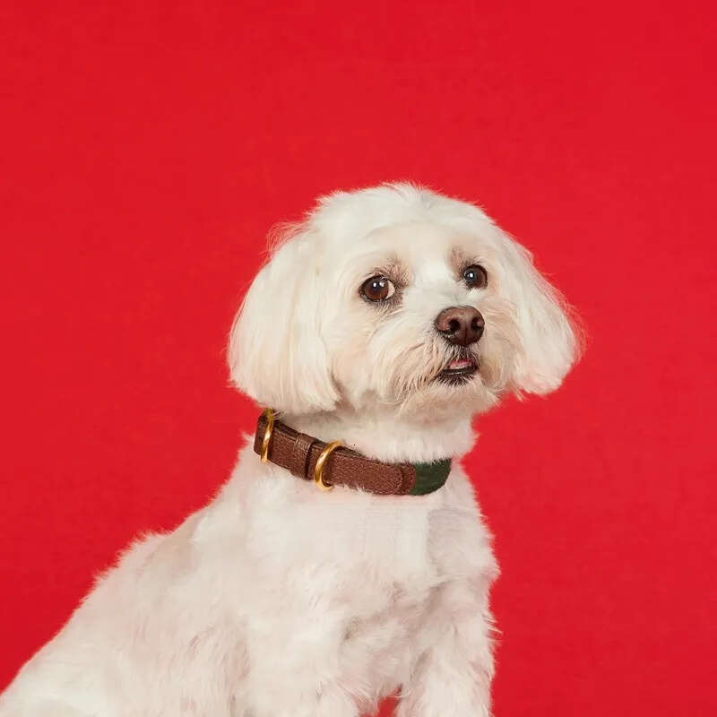 2025 new Designer Collar Classic Letter Pattern Soft Adjustable Leather Pets Collars for Small Dogs Cats, Birthday Gift, Fashion Dog Accesso