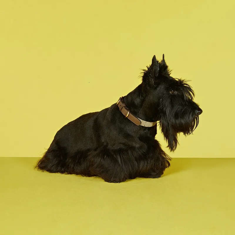 2025 new Designer Collar Classic Letter Pattern Soft Adjustable Leather Pets Collars for Small Dogs Cats, Birthday Gift, Fashion Dog Accesso