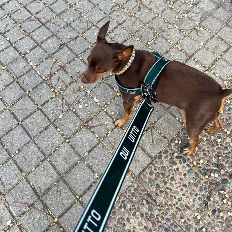 2025 new Designer Collars Leash Set No Pull Dog with Classic Jacquard Letter Escape Proof Nylon Pet Harness Easy Control for Outdoor Walking