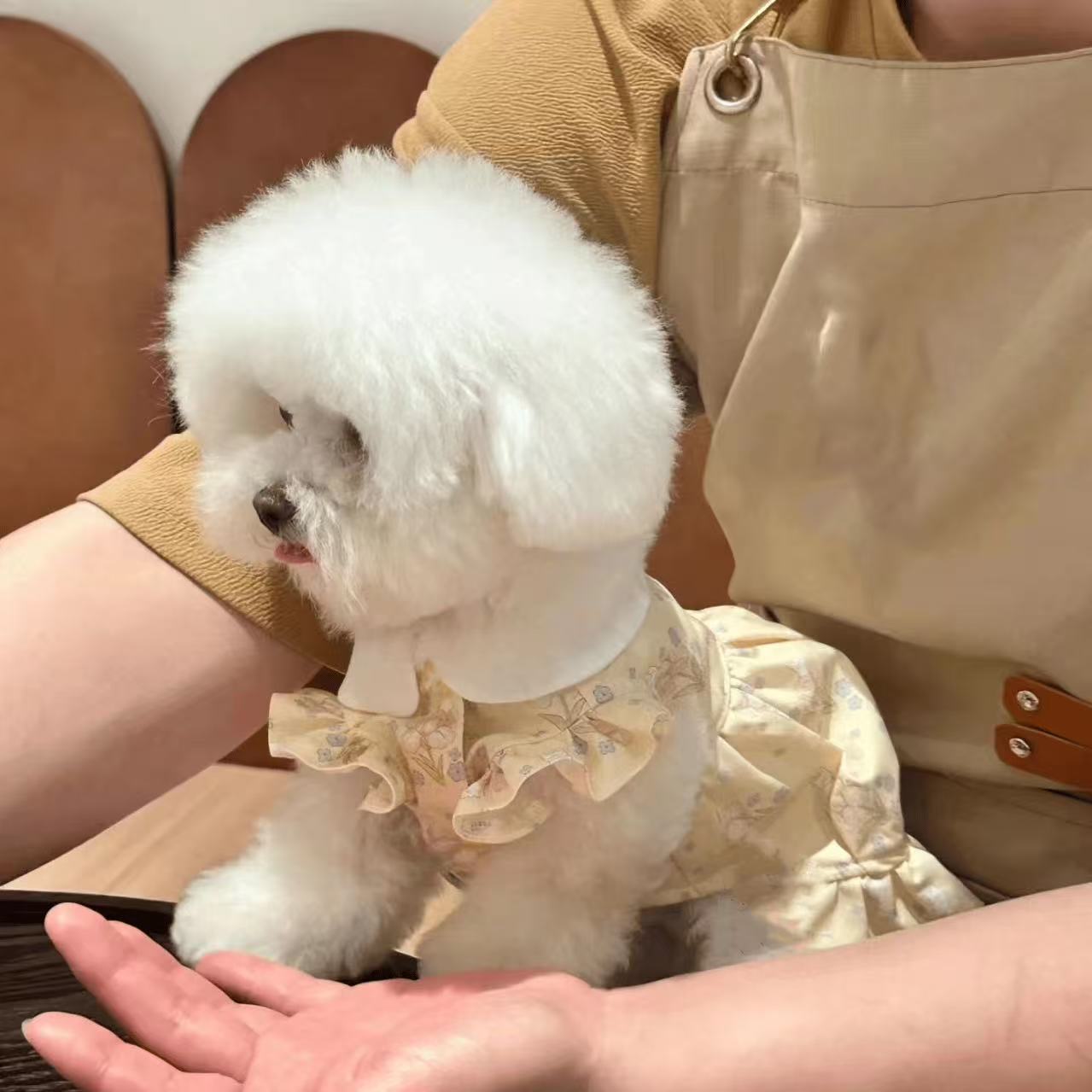 T1336 Pet cat dog princess dress Bichon Pomeranian Yorkshire Schnauzer small dog cat clothes spring and summer thin dog