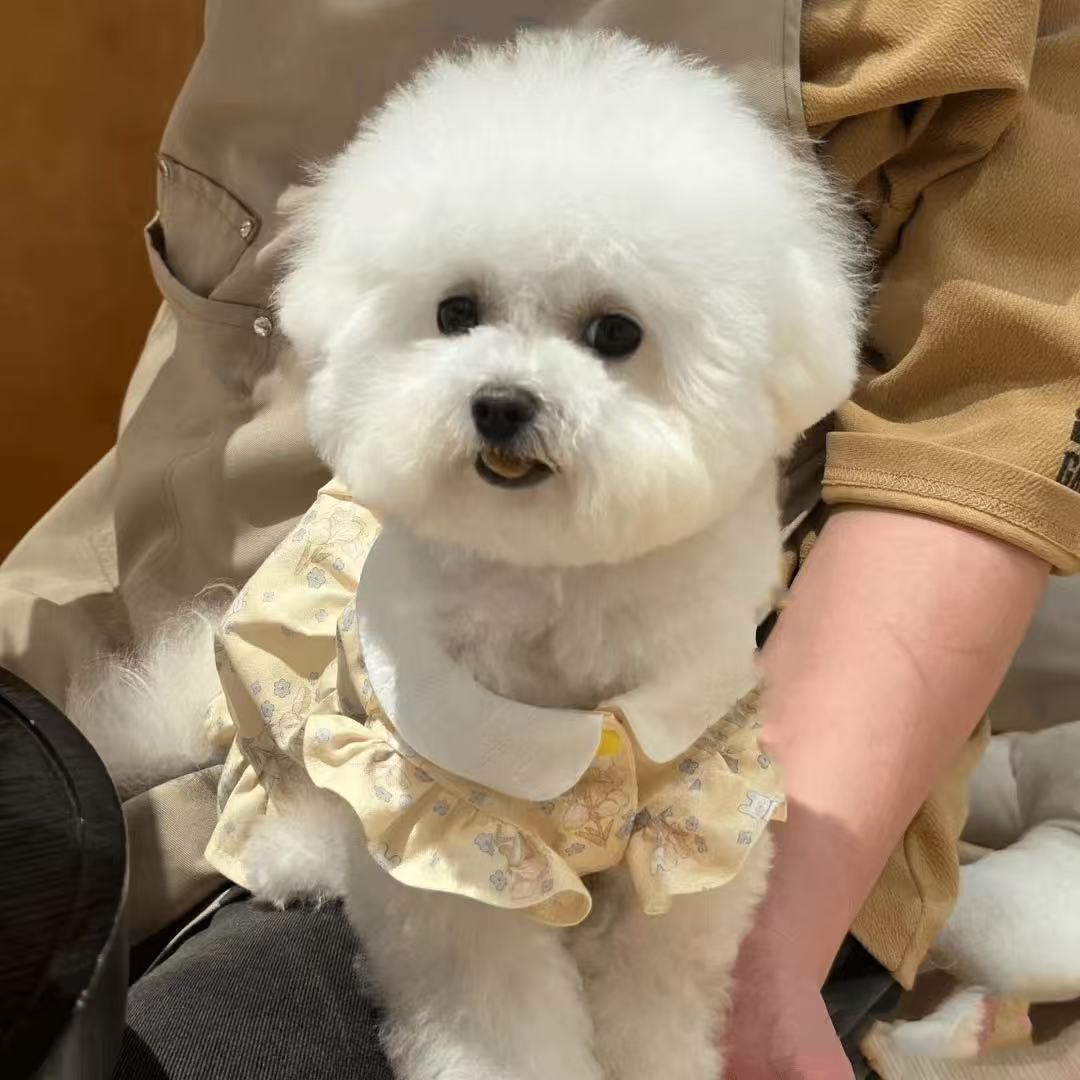 T1336 Pet cat dog princess dress Bichon Pomeranian Yorkshire Schnauzer small dog cat clothes spring and summer thin dog