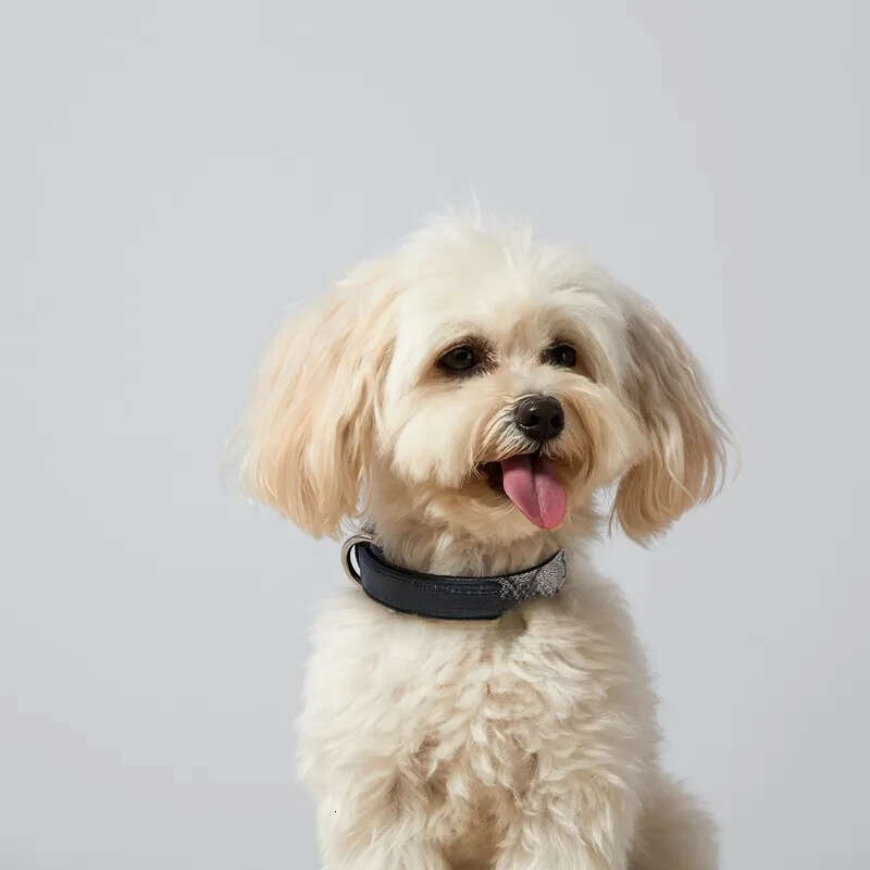 2025 new Designer Collar Classic Letter Pattern Soft Adjustable Leather Pets Collars for Small Dogs Cats, Birthday Gift, Fashion Dog Accesso