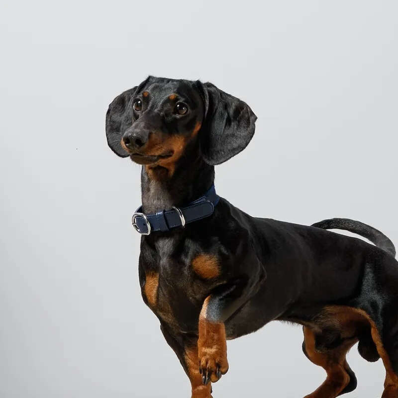 2025 new Designer Collar Classic Letter Pattern Soft Adjustable Leather Pets Collars for Small Dogs Cats, Birthday Gift, Fashion Dog Accesso