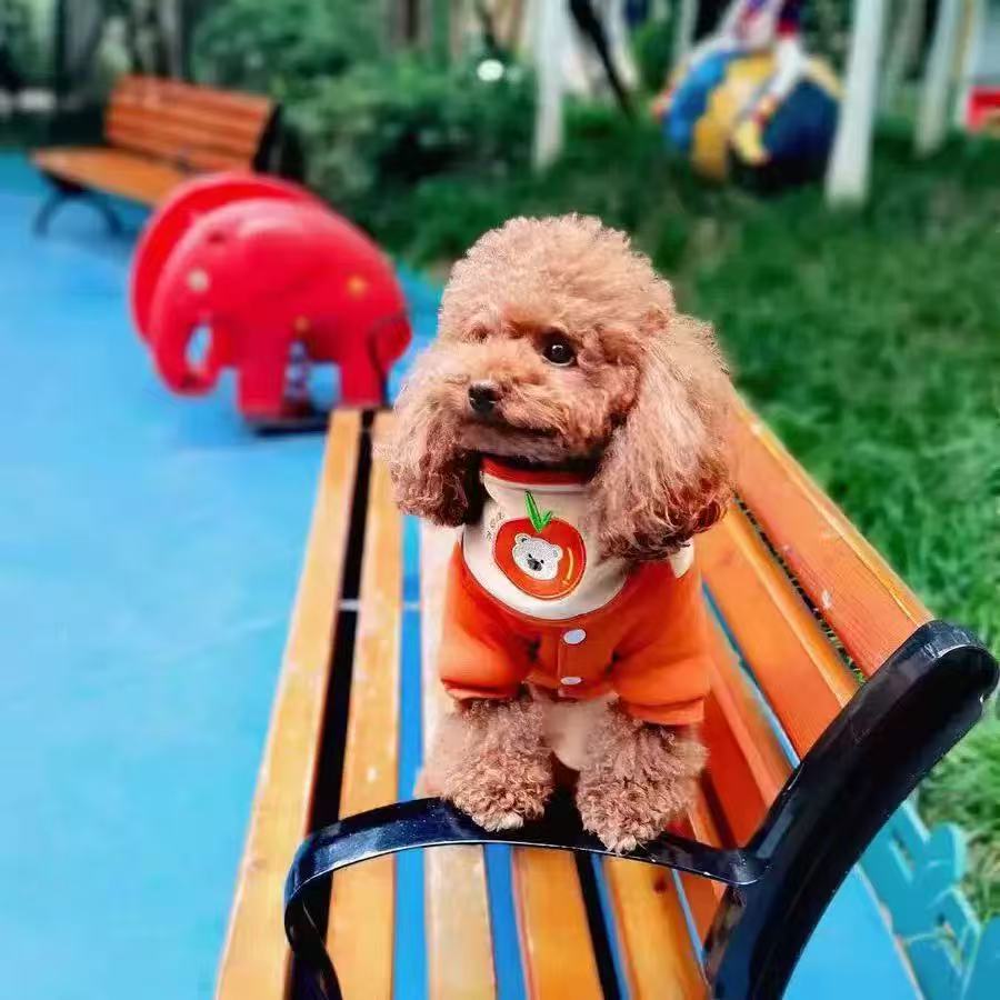T1337 Pet Dog Cat Fashionable Cute Clothes Autumn and Winter Teddy Bichon Maltese Four-legged Winter Cotton-padded Coat