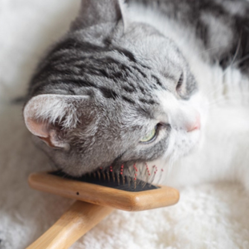 There is always a cat grooming brush suitable for you a cat hair cleaner a floating hair needle comb and a Petty bamboo and wood cat comb