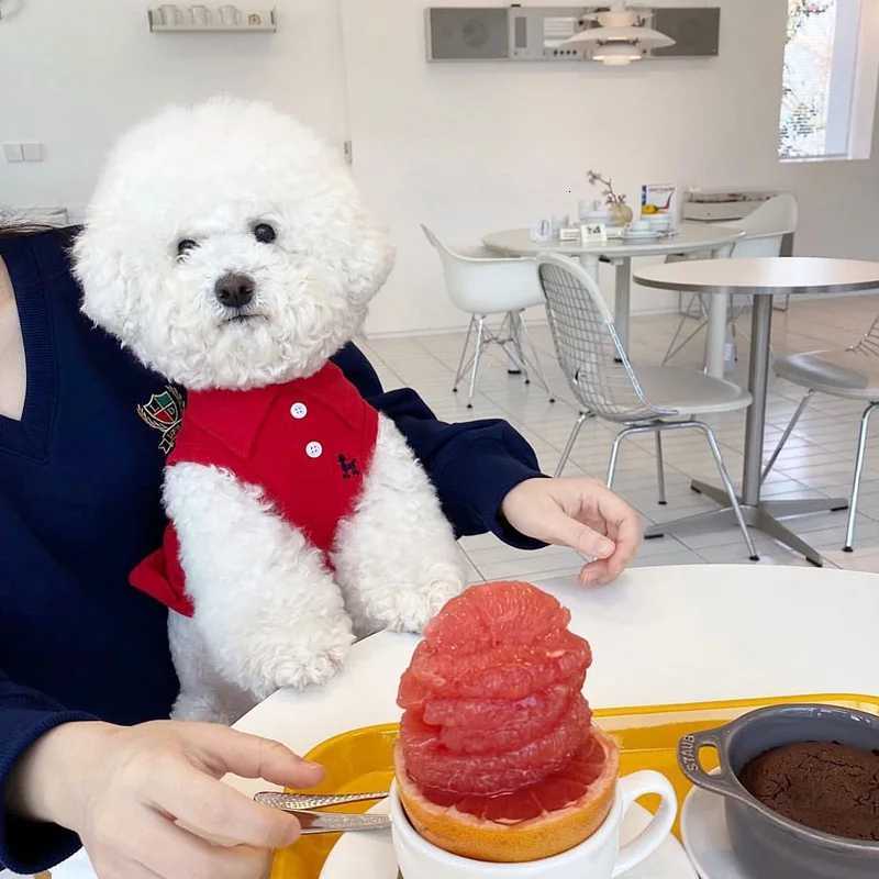 Summer Puppy Clothes Solid Dog Polo Shirt Teddy Bichon Frise Chihuahua Dog Pullover Cat Dog Sweatshirt Pet Cooling Vest Clothing X250928
