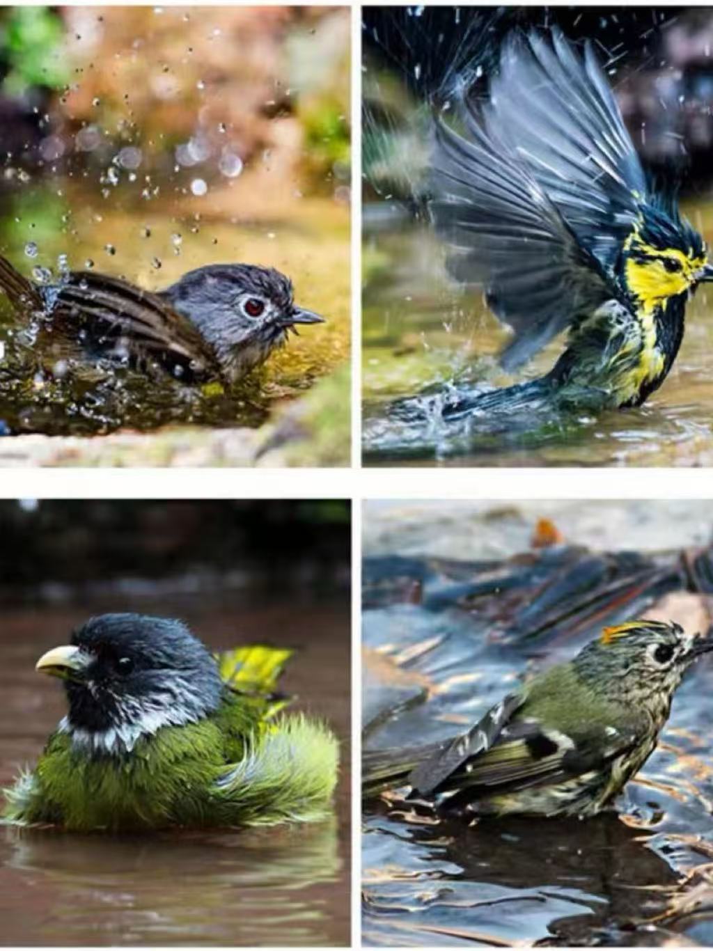 Premium Avian Hygiene Kit: Complete Bathroom Set w/ Miro and Snack Tray