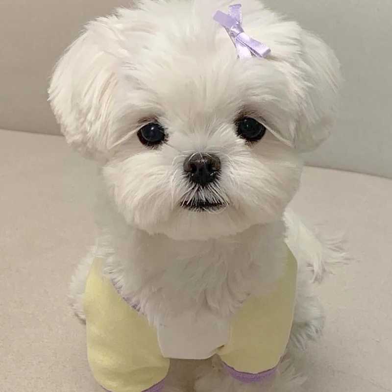 Animal Print Dog Tshirt Summer Thin Maltese Vest Teddy Cartoon Pullover Bichon Frise AntiShedding Clothes Cool Pet Tshirt X250928