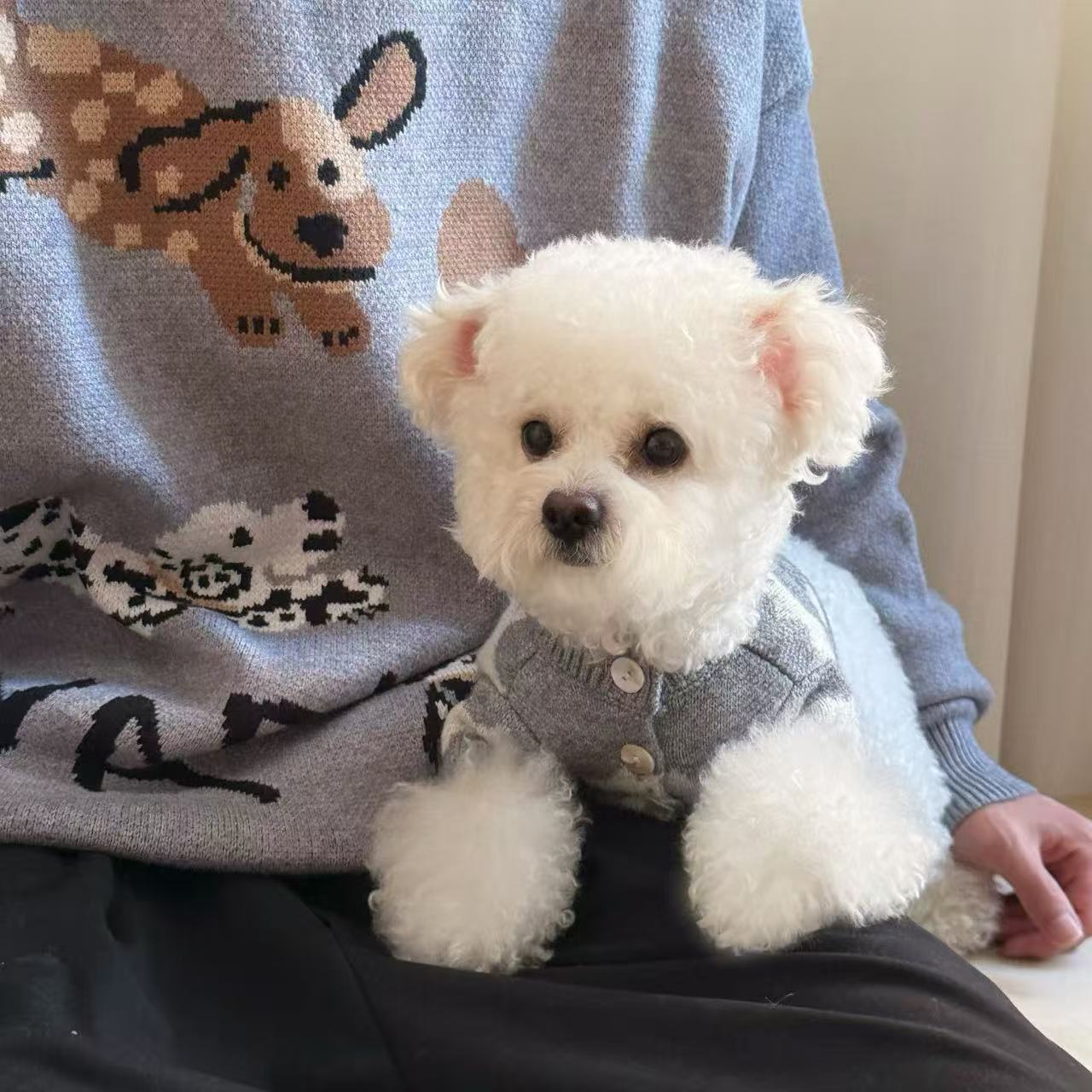 T1351 Cute Sweater Puppy Dog Autumn and Winter Thin Pet Small Puppy Teddy Bichon Teacup Dog Chihuahua Clothes