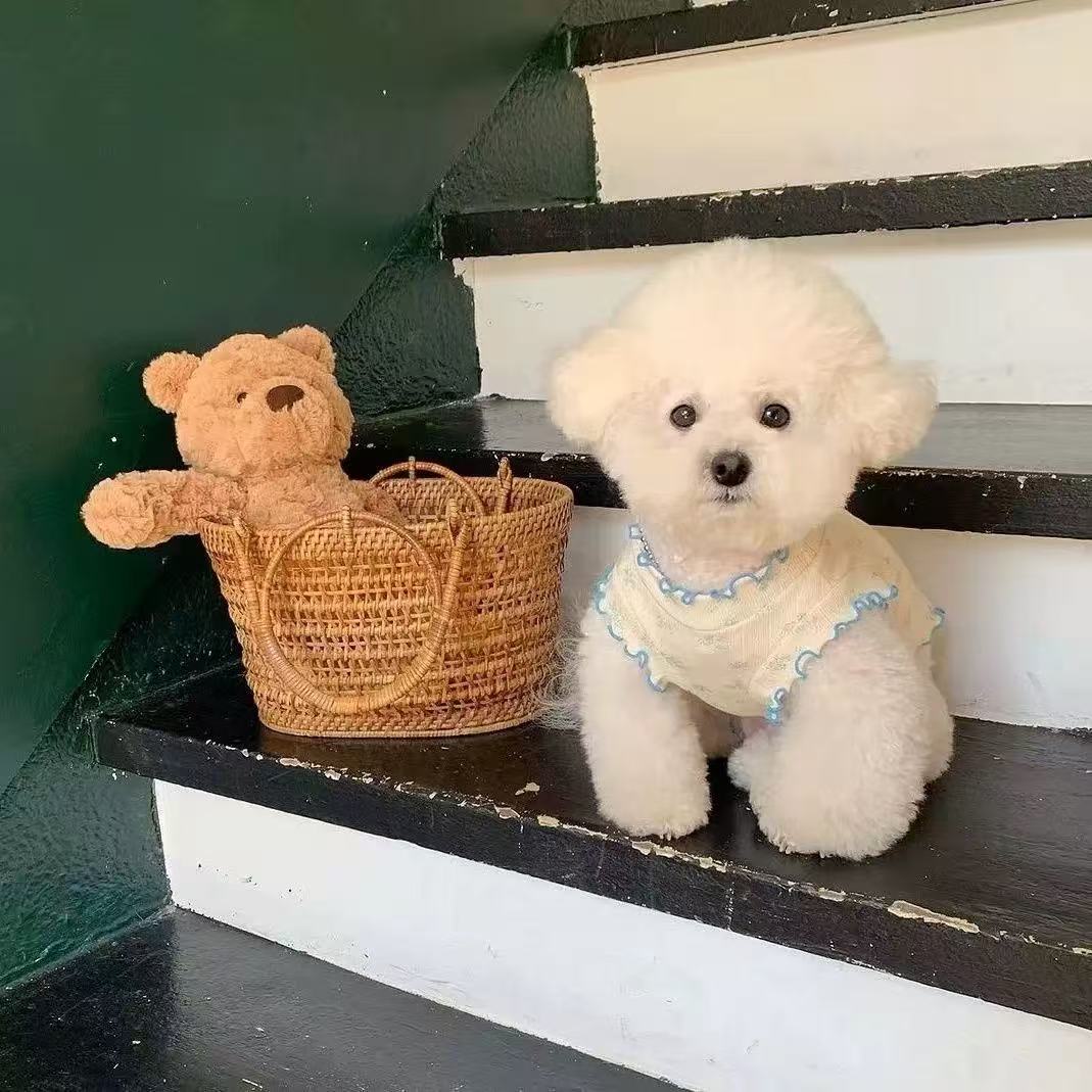 T1367 Dog Clothes Four-legged Cute Pet Puppy Teddy Pomeranian Thorny Bear Warm Spring and Autumn Style Internet Celebrity Cotton-padded Jacket