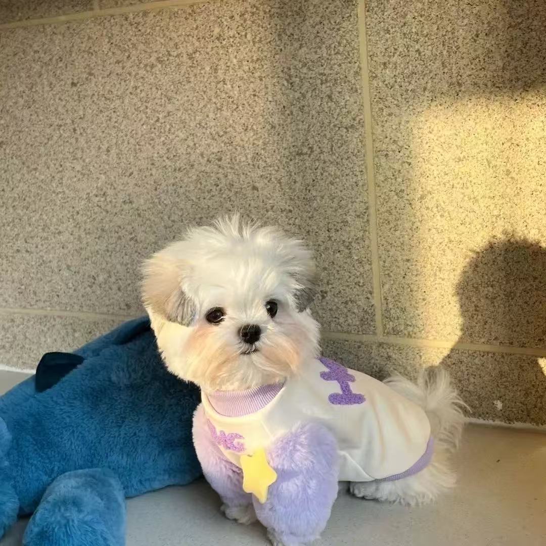 T1363 Pet Clothes Puppy Dog Tank Top Spring and Summer Thin Maltese Clothes Small Dog Teddy Bichon Pomeranian