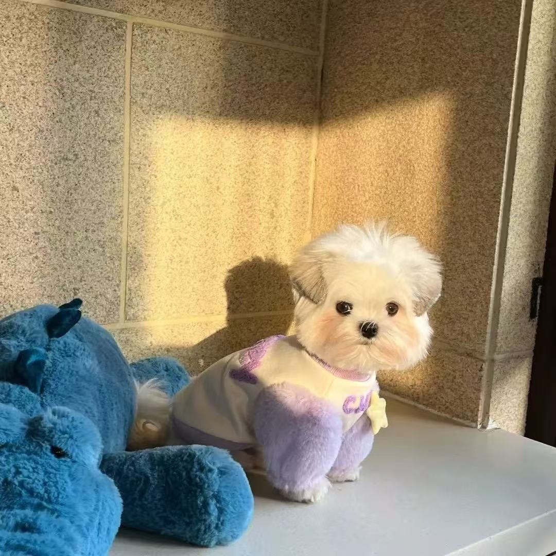 T1363 Pet Clothes Puppy Dog Tank Top Spring and Summer Thin Maltese Clothes Small Dog Teddy Bichon Pomeranian