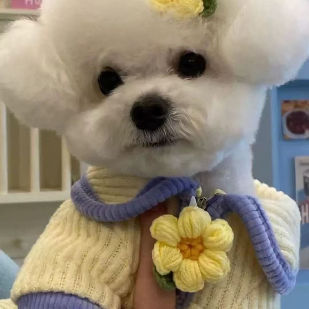 T1365 Dog Winter Clothes Four-legged Cute Pet Small Dog Teddy Thick Bichon Warm Spring and Autumn Internet Celebrity Cotton-padded ...