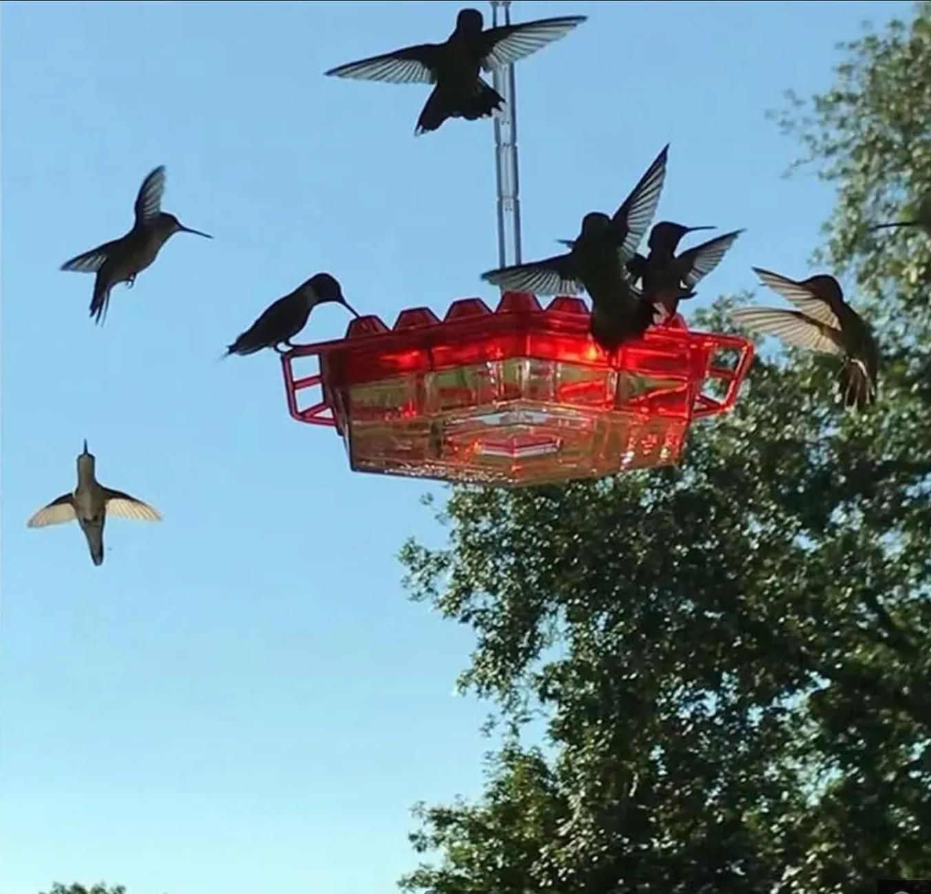 Sleek Hummingbird Feeder with Perch and Built-In Ant Moat for Safe Drinking Experience