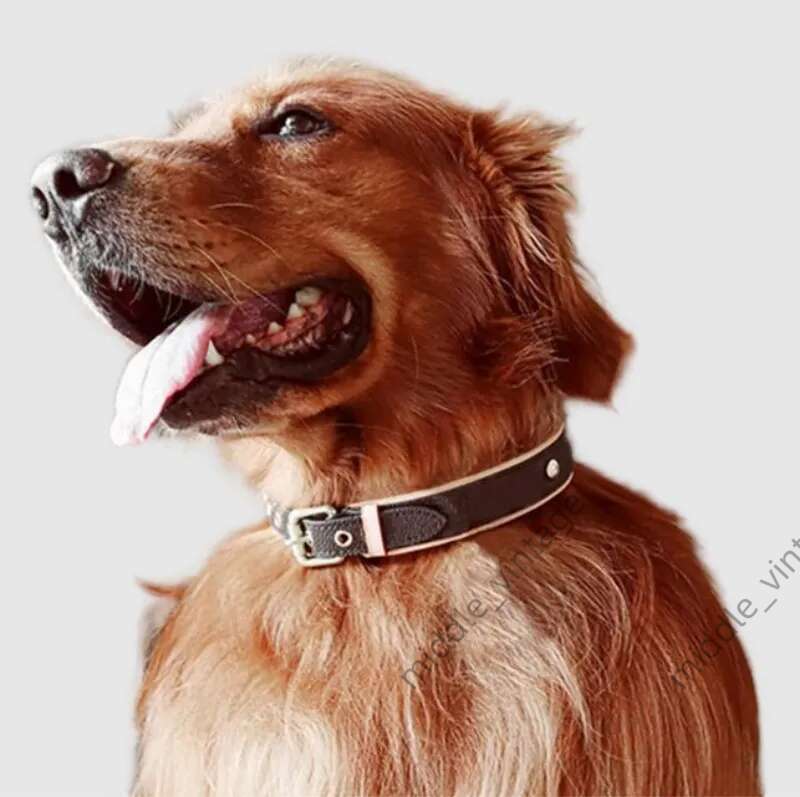 Designer Pet Genuine Leather Cat And Dog Travel Anti-lost Presbyc Collar Leash Set With Gift Box