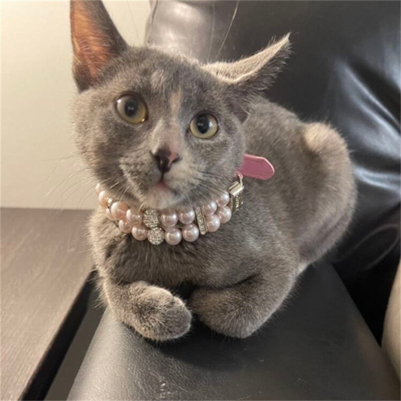 Pet Pearls Collar Leash Set 2 Rows Pearls Pet Necklace and PU Leather Pearl Leash Wire with Crystal Rhinestone Pet Collar