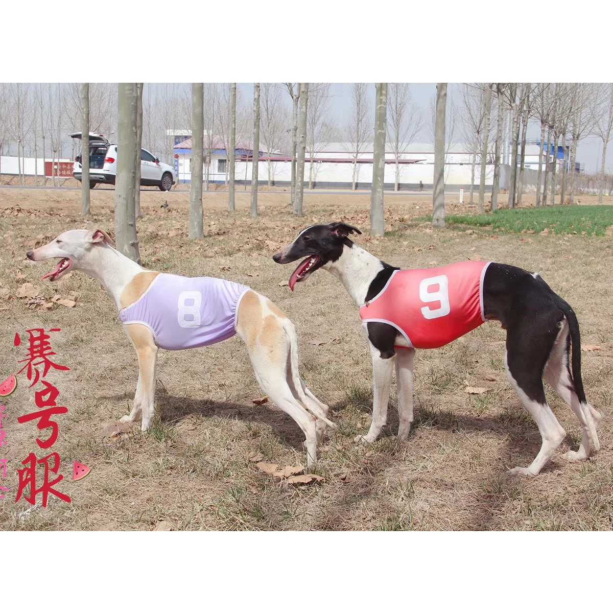 Summer Pet Clothes Dog Vest Jackets Whippet Greyhound Suit Jersey Breathable Pets T-Shirt For Sports DogXJ250109