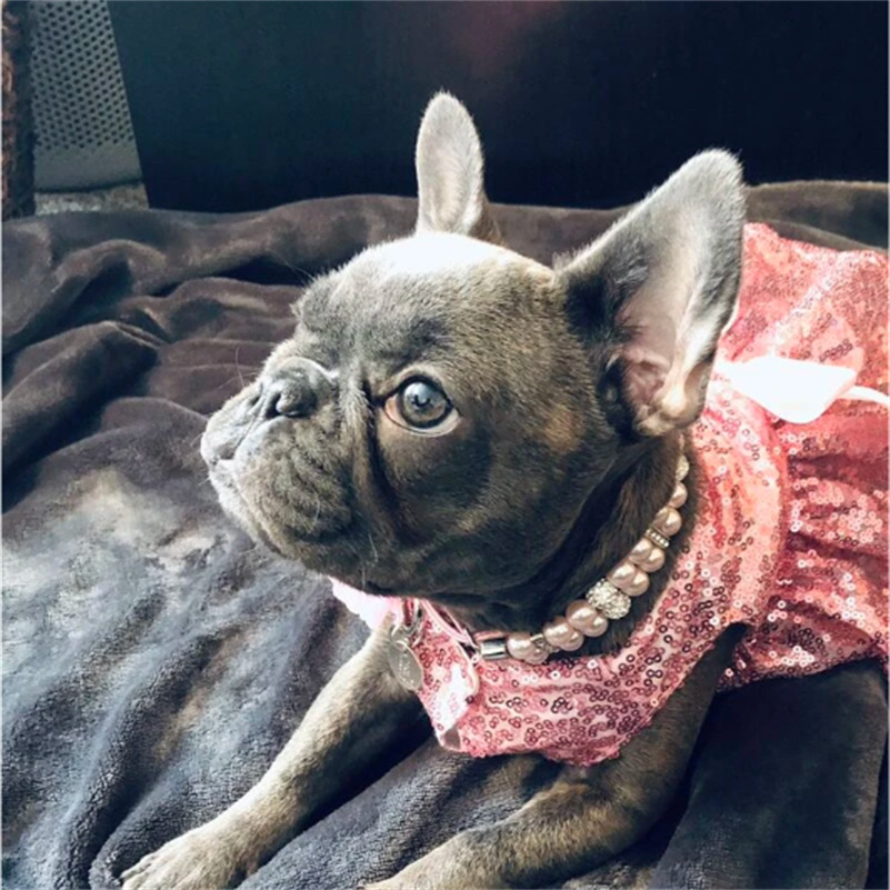 Pet Pearls Collar Leash Set 2 Rows Pearls Pet Necklace and PU Leather Pearl Leash Wire with Crystal Rhinestone Pet Collar