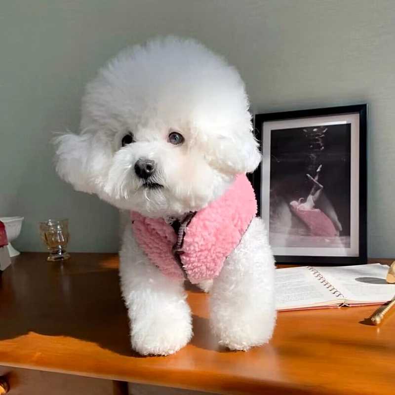 Pet Cotton Coat Teddy Animal Embroidery Vest Small Dog Winter Thickened Jacket Warm Dog Clothes Popular Open Button ShirtXJ250109