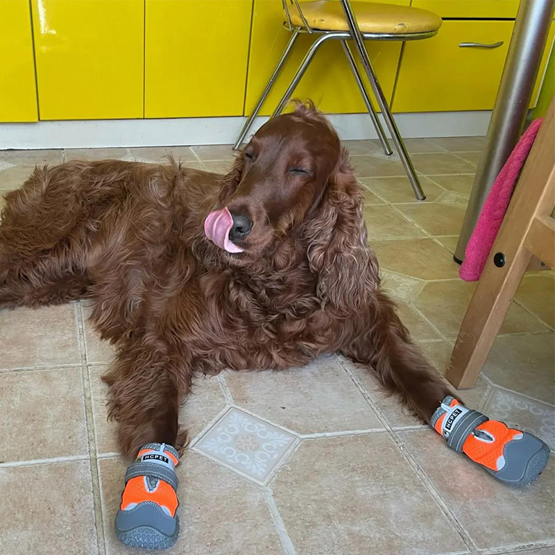 Durable 4 Pieces Canine Footwear Kit Enhanced Grip Treads and Ventilated Paws Protector for Active Dogs