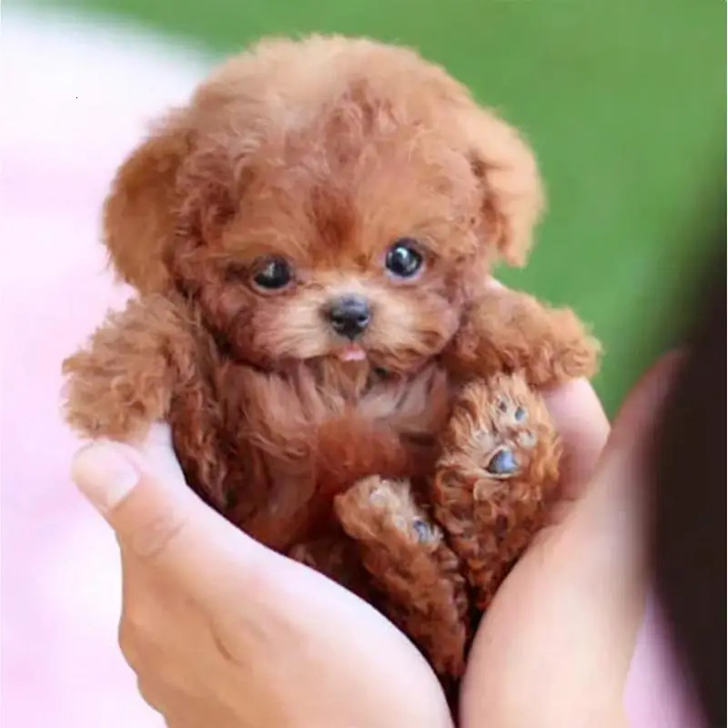 Electronic Simulation Pet Dog Toy Walking Interactive Dog Plush Doll Toys Vibrating Automatic Moving Electric Puppy Gift For Kid 250114