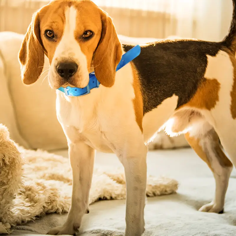 Sleek TPU Hound Locator Collar - Perfect Fit for Pursuit Enthusiasts