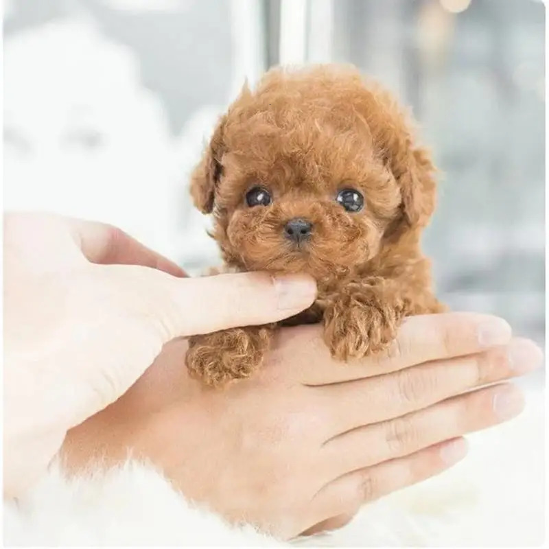 Electronic Simulation Pet Dog Toy Walking Interactive Dog Plush Doll Toys Vibrating Automatic Moving Electric Puppy Gift For Kid 250114