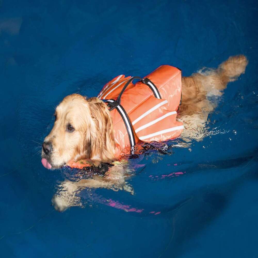 New Reflective Pet Life Jacket, Outdoor Dog Swimsuit with Angel Wings, Summer Dog Life Vest